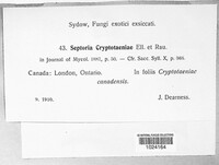 Septoria cryptotaeniae image